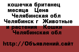 кошечка британец 1.5 месяца › Цена ­ 2 100 - Челябинская обл., Челябинск г. Животные и растения » Кошки   . Челябинская обл.